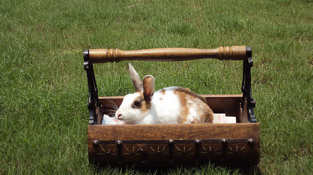 Nandu — Acharya Prashant's beloved rabbit