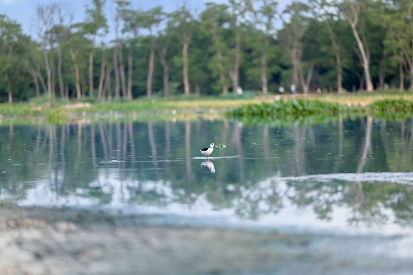 Weekend With Master | An Evening at Surajpur Wetland