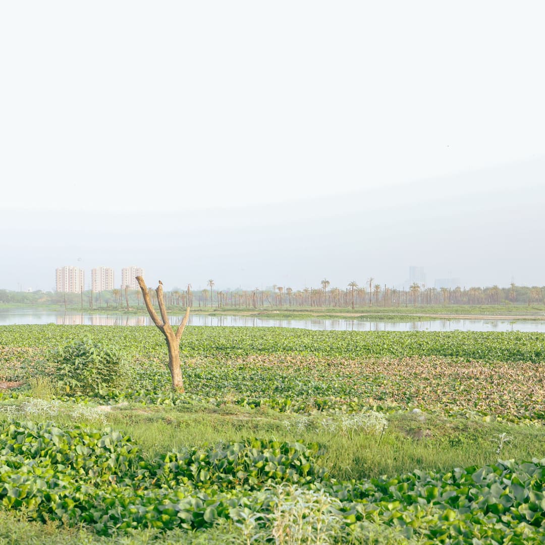 Surajpur Wetland | Weekend With Master